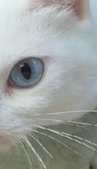 VIDITE ŠTA RADI: Snimak ljute plavooke mačke osvojio internet