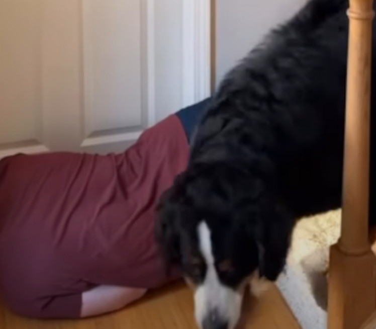 Glumio da je pao, a reakcija njegovih pasa je hit (VIDEO)