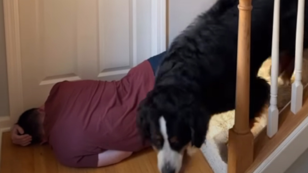 Глумио да је пао, а реакција његових паса је хит (ВИДЕО)