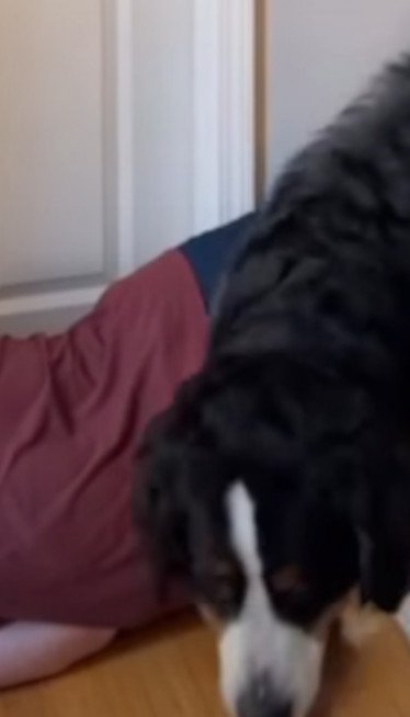 Glumio da je pao, a reakcija njegovih pasa je hit (VIDEO)