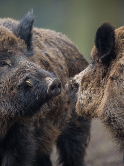 Стотине свиња пуштају у шуму: Имају посебан задатак