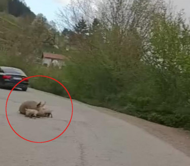 "Foča, Teheran kopneno neosvojivi" Svinja se oprasila na putu