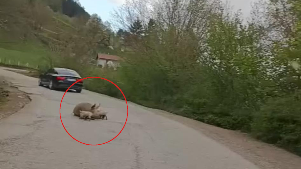 "Foča, Teheran kopneno neosvojivi" Svinja se oprasila na putu