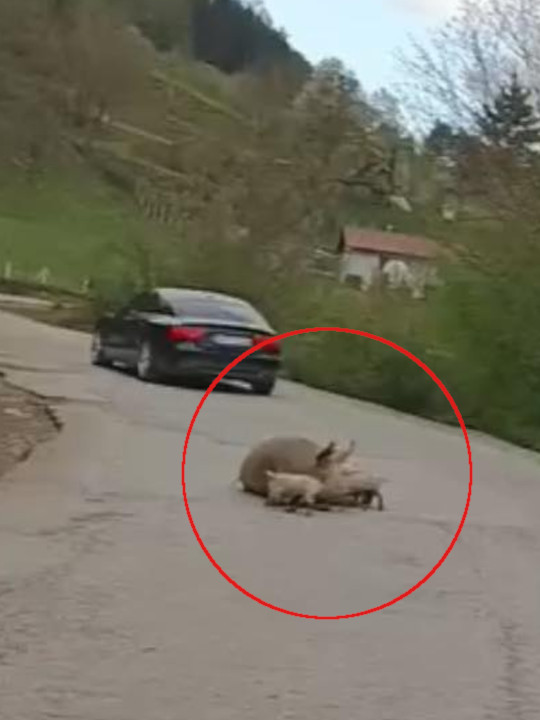 "Фоча, Техеран копнено неосвојиви" Свиња се опрасила на путу