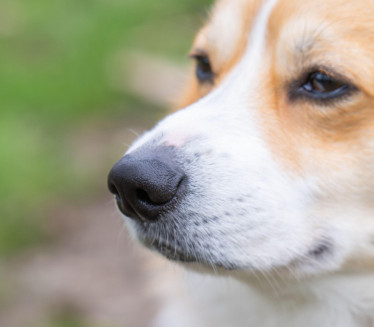 DA LI PSI ZNAJU KAD LAŽEMO Istraživanje dalo neobičan odgovor