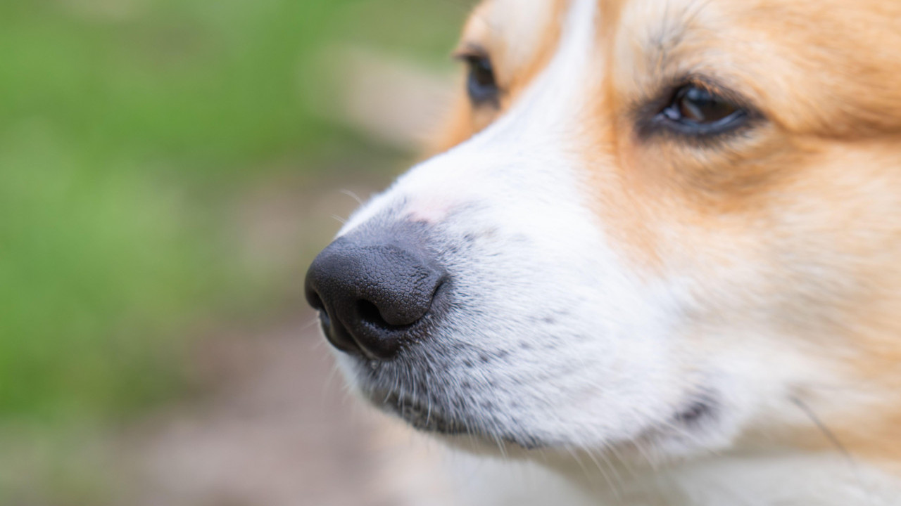 ДА ЛИ ПСИ ЗНАЈУ КАД ЛАЖЕМО Истраживање дало необичан одговор