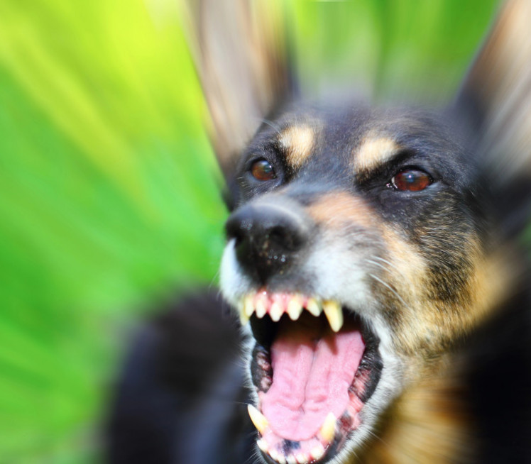 Spasiće vam život: Ako vas napadne pas, izgovorite ovu 1 reč