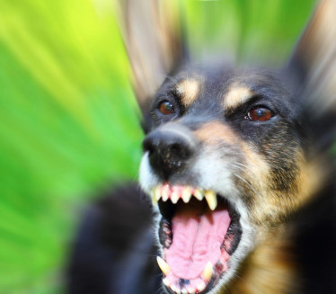 Spasiće vam život: Ako vas napadne pas, izgovorite ovu 1 reč