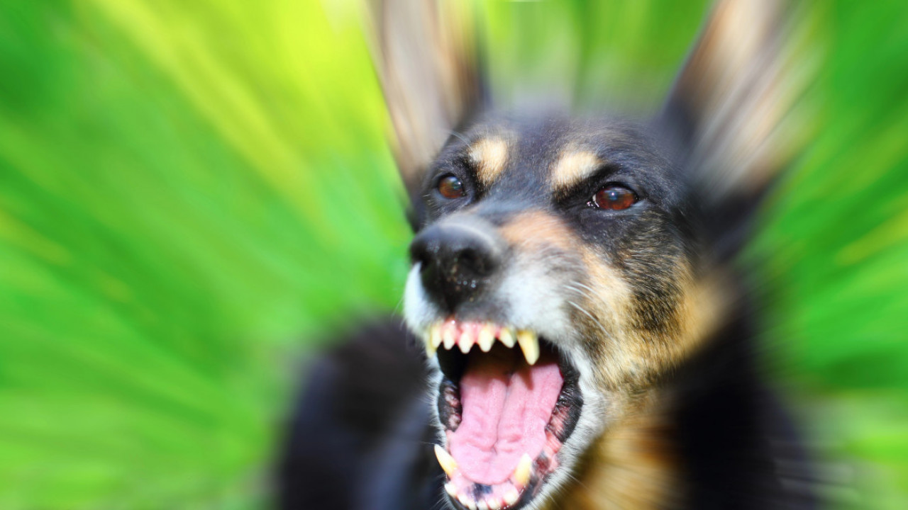 Spasiće vam život: Ako vas napadne pas, izgovorite ovu 1 reč