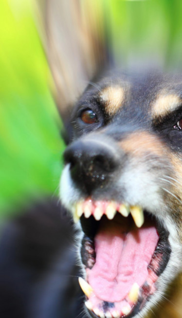 Спасиће вам живот: Ако вас нападне пас, изговорите ову 1 реч