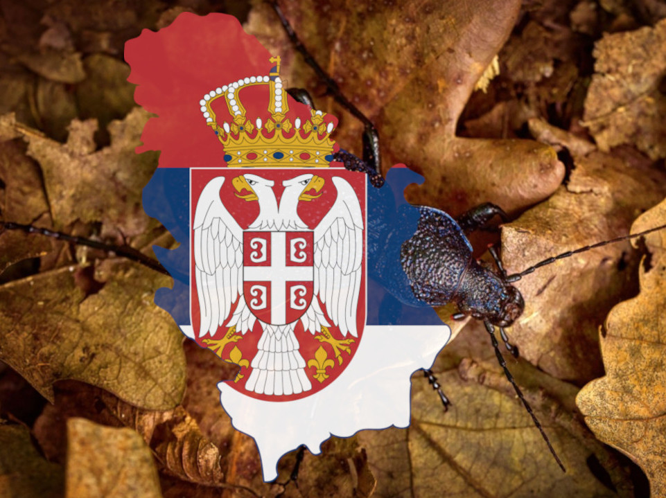 Имамо нову врсту инсекта! У Србији пронађен љубичасти "џин"