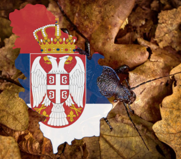 Имамо нову врсту инсекта! У Србији пронађен љубичасти "џин"