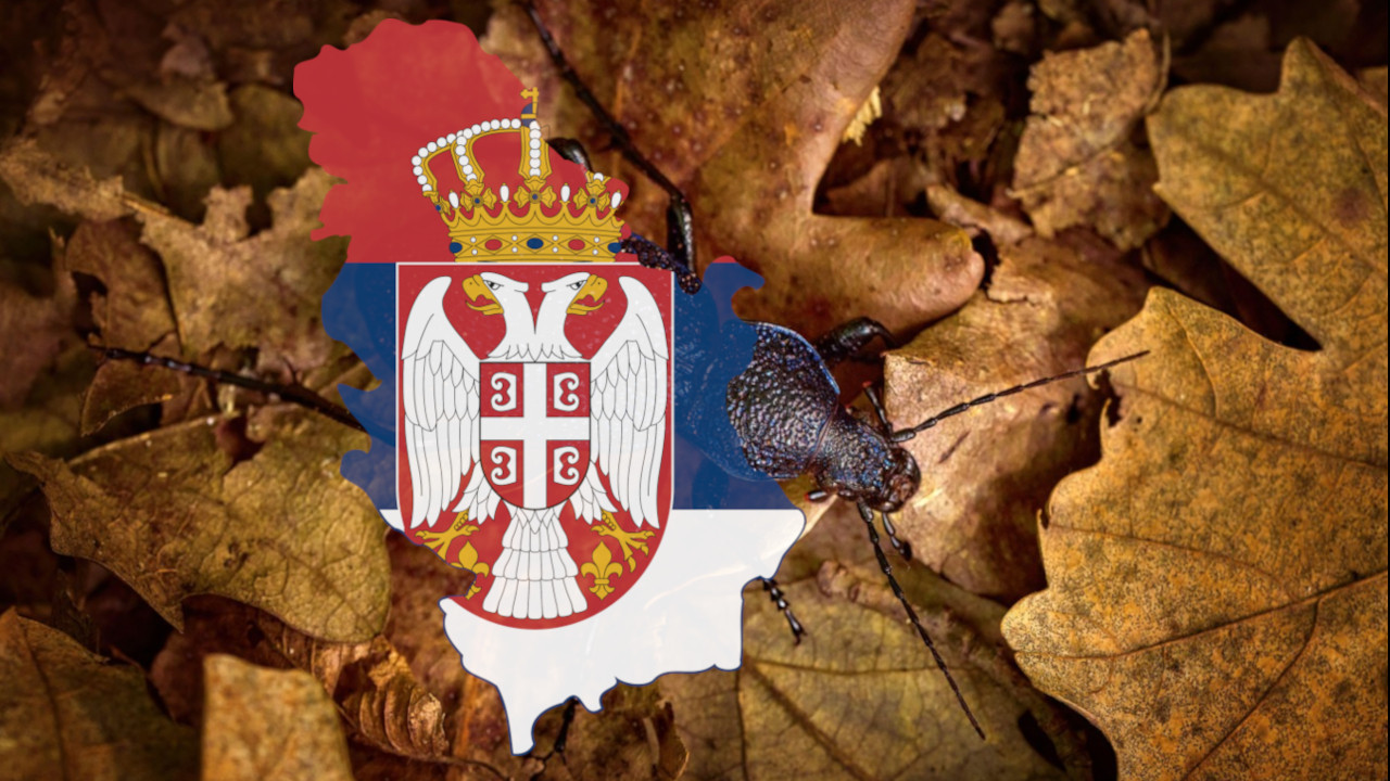 Имамо нову врсту инсекта! У Србији пронађен љубичасти "џин"