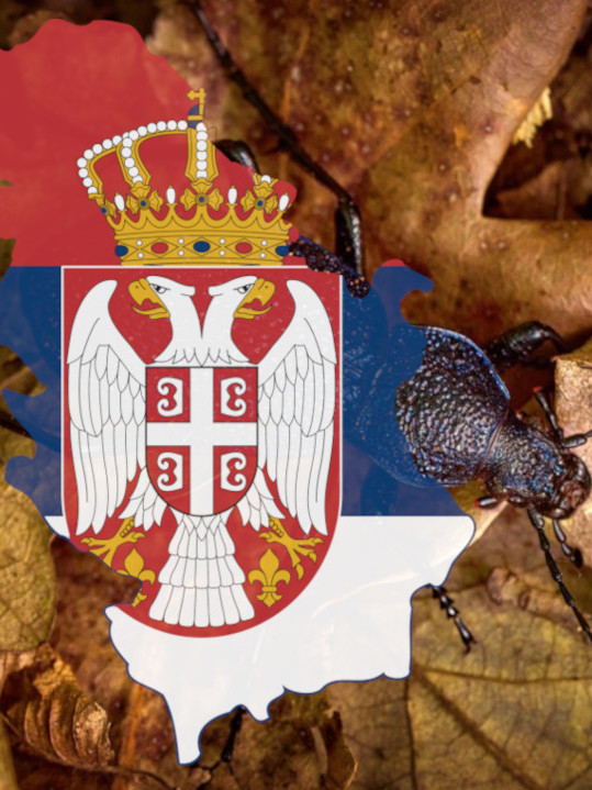 Имамо нову врсту инсекта! У Србији пронађен љубичасти "џин"