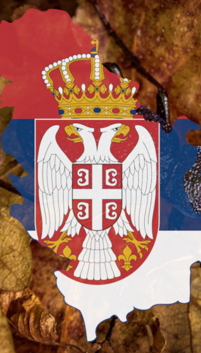 Имамо нову врсту инсекта! У Србији пронађен љубичасти "џин"