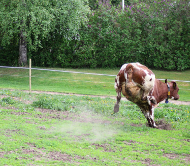 Крава побегла с клања у шуму: Полиција дигла дронове-узалуд