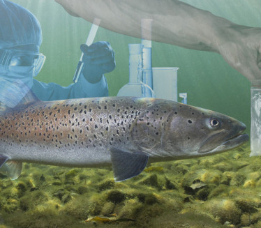 Научници дали кокаин лососима - резултати све изненадили