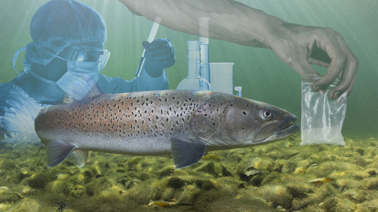 Научници дали кокаин лососима - резултати све изненадили
