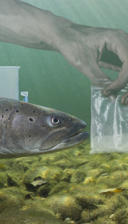 Научници дали кокаин лососима - резултати све изненадили