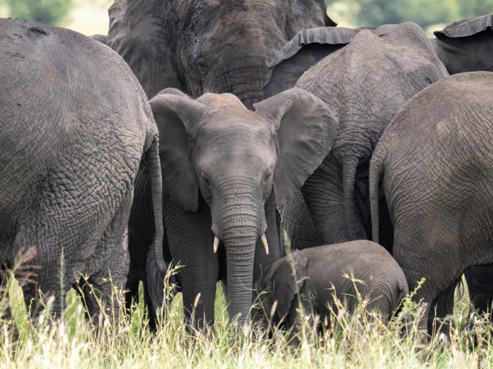SAD milionera ubili slonovi – hteo da odstreli retku vrstu