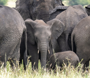SAD milionera ubili slonovi - hteo da odstreli retku vrstu