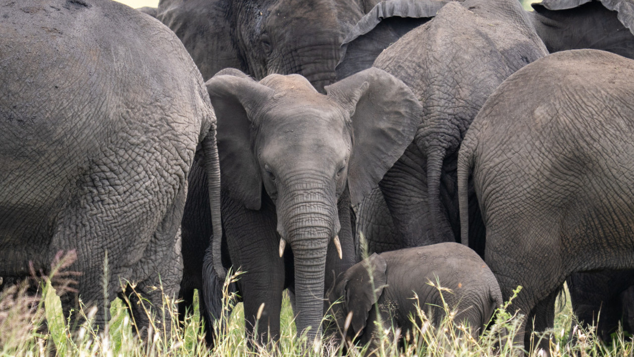 SAD milionera ubili slonovi - hteo da odstreli retku vrstu