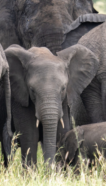 SAD milionera ubili slonovi - hteo da odstreli retku vrstu