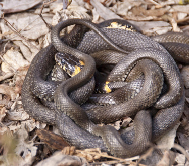 Stiže najezda: Kako se rešiti zmija? Plaše se ove stvari