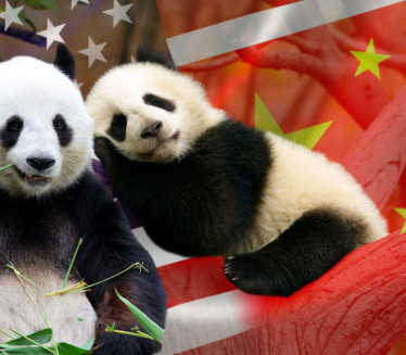 Враћа се панда дипломатија: Кина шаље нови пар панди у САД