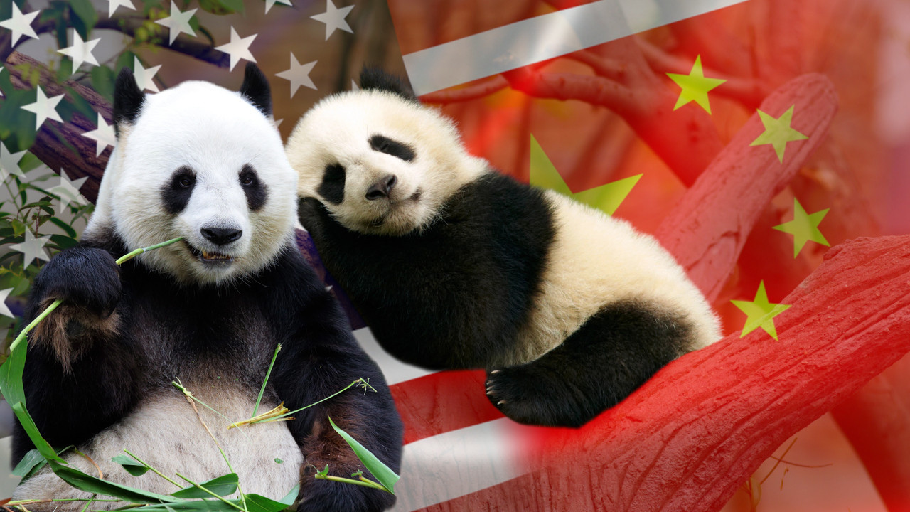 Vraća se panda diplomatija: Kina šalje novi par pandi u SAD