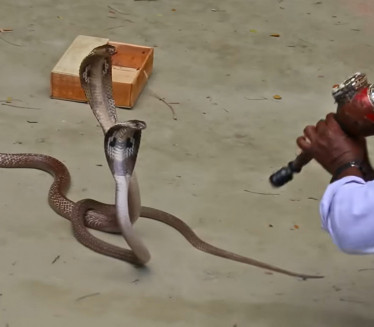 Nemca u Egiptu ubila "hipnotisana" kobra