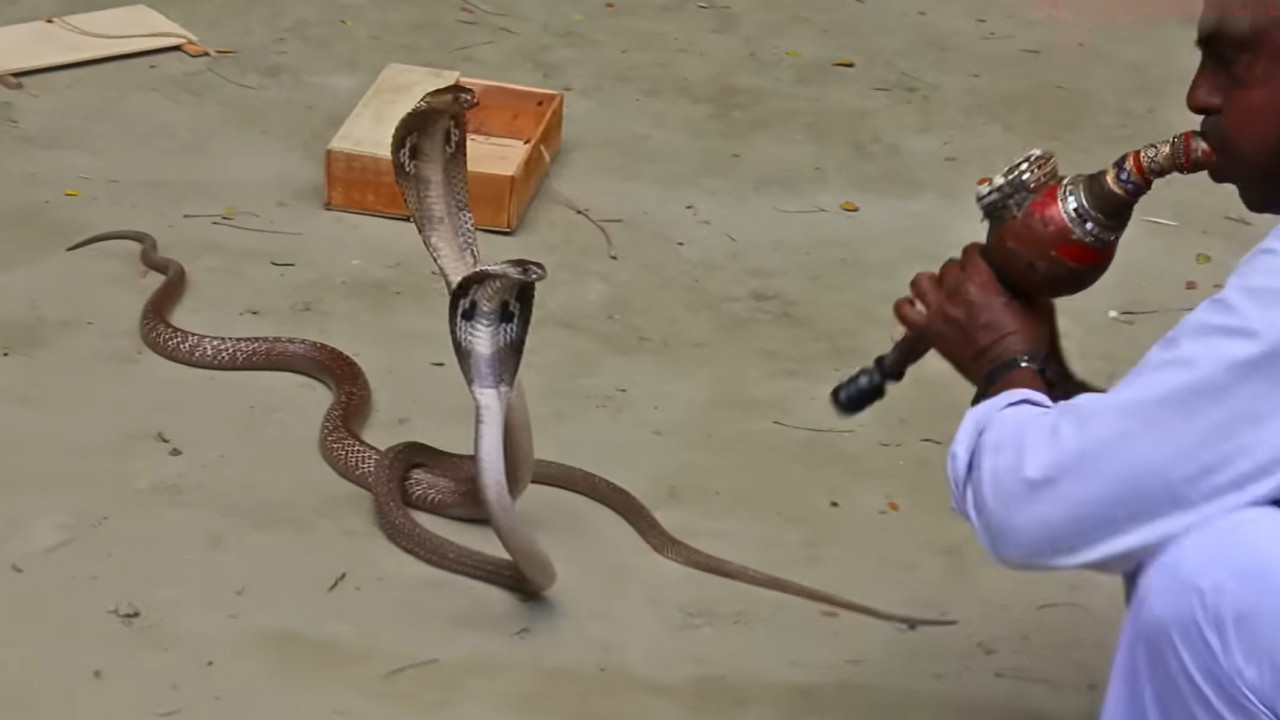 Nemca u Egiptu ubila "hipnotisana" kobra