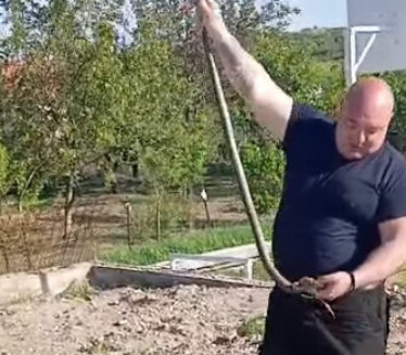 Vladica uhvatio zmiju, skoro 2 metra! Kaptalac kod restorana