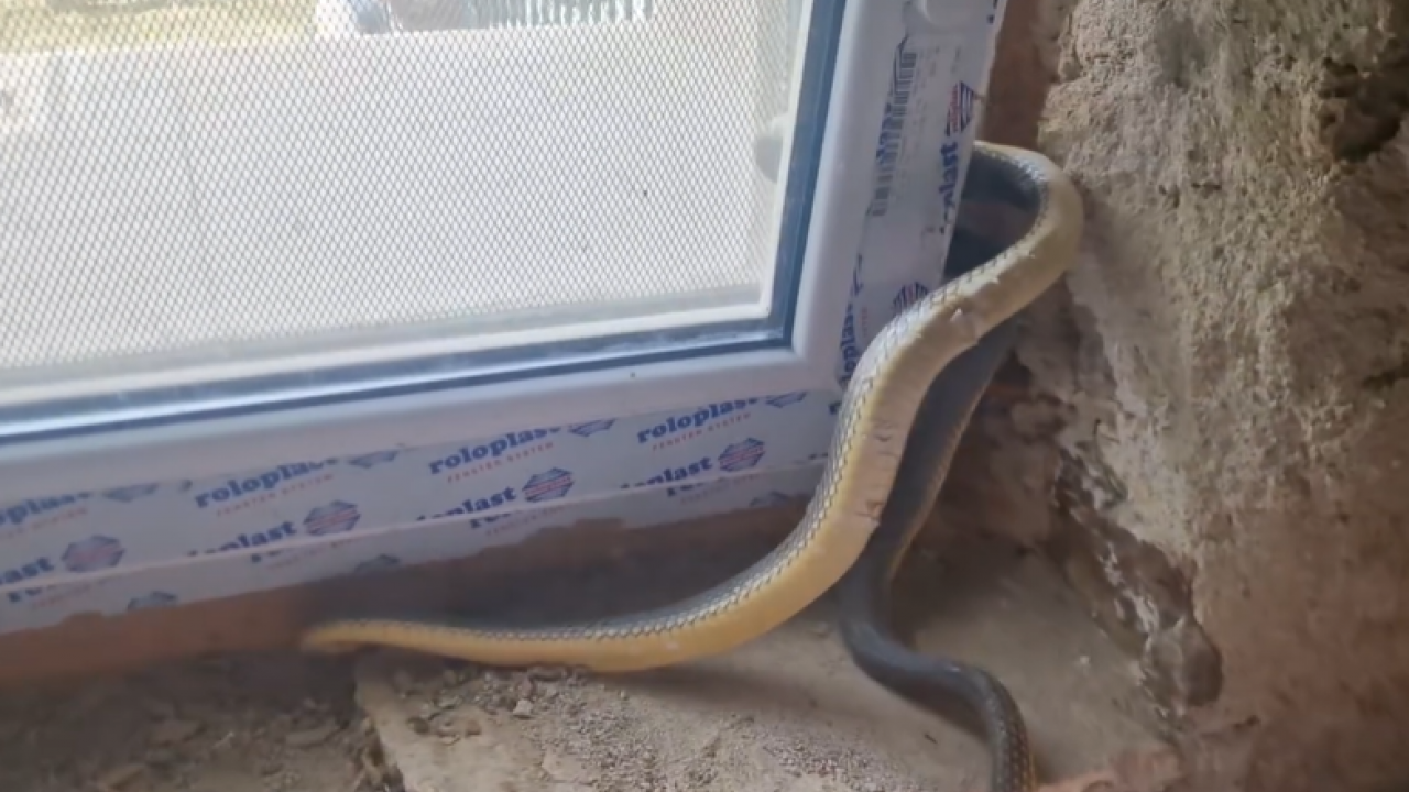 "Baš je velika!" Zmija htela da uđe u kuću - pa se zaglavila