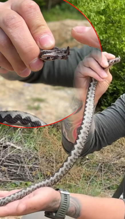 Bosanac uhvatio POSKOKA - kad vidite šta radi naježićete se