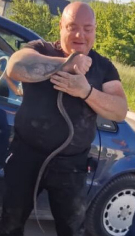 Zmija se uvukla u auto: Drama u Surdulici na Đurđevdan