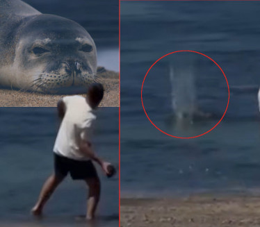 (VIDEO) Pretučen bogati biznismen koji je kamenom gađao foku