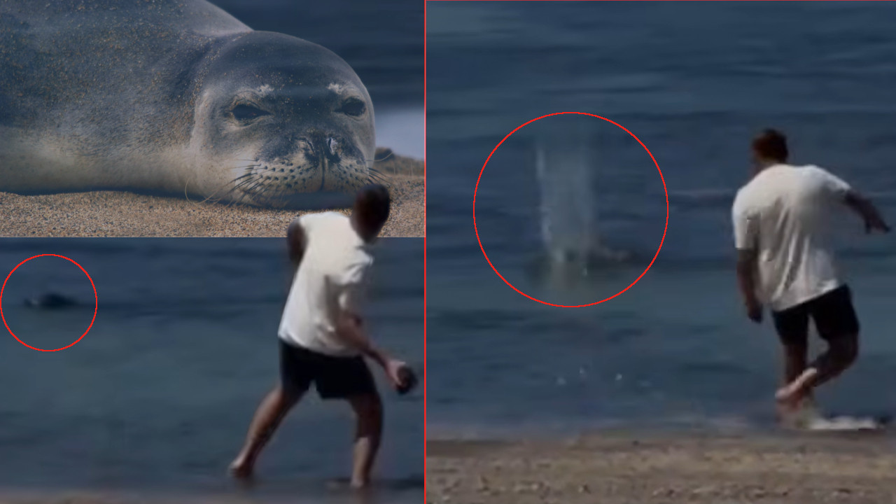 (VIDEO) Pretučen bogati biznismen koji je kamenom gađao foku