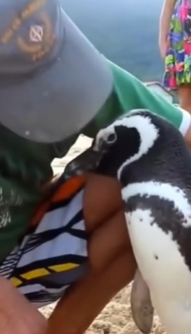 Pingvin preplivava hiljade km da poseti "svog čoveka" (Video)