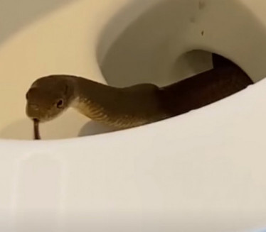Zmija izašla iz šolje: Košmarna scena u WC-u (Video)