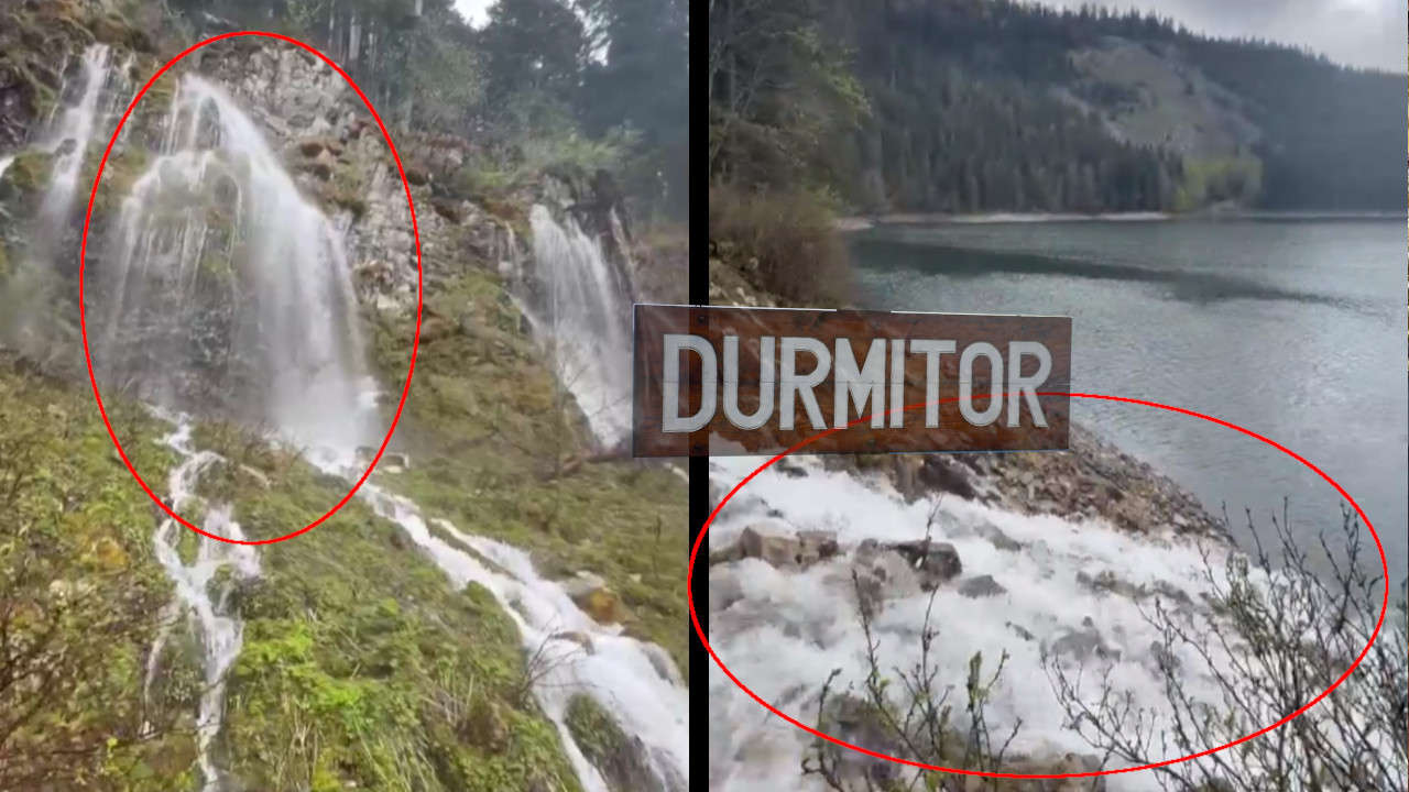 Pukle čeline: Šta se to dešava na Durmitoru?