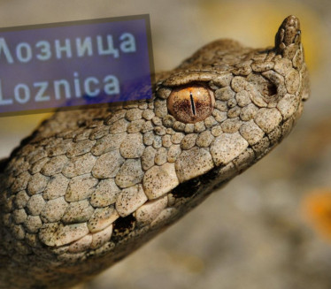 Otrovnica usred Loznice: Poskok ušao u lokal - panika