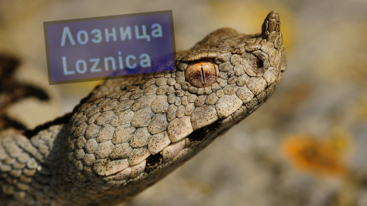 Otrovnica usred Loznice: Poskok ušao u lokal - panika