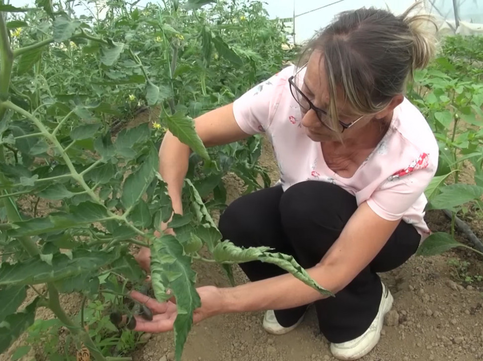 Čudo u Vesninom plasteniku: Najskuplje povrće – 1kg-20.000$