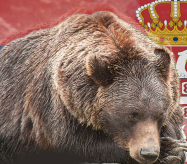 Drama na Tari: Mečka istrčala pred majku i dete (3)