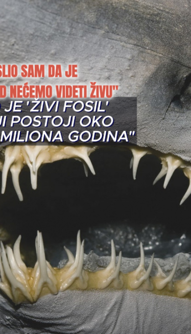 Goblin prvi put snimljen - jedna od misterioznijih zveri mora
