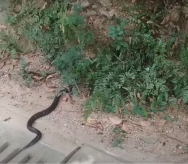 Srbin nalteo na ogromnu kobru usred grada (video)