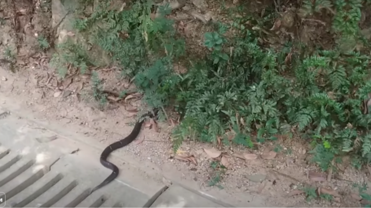 Srbin nalteo na ogromnu kobru usred grada (video)