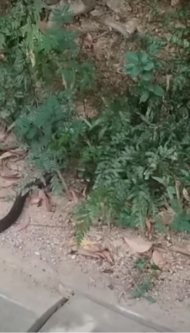 Srbin nalteo na ogromnu kobru usred grada (video)