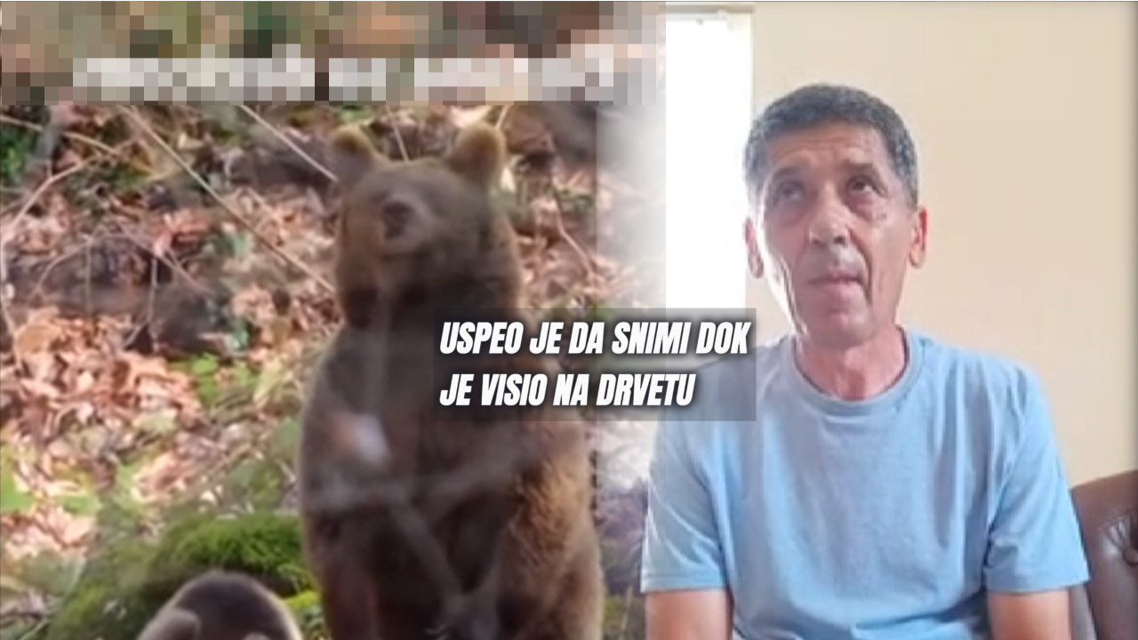 Пецарош из Србије сат времена био на дрвету,бежао од медведа
